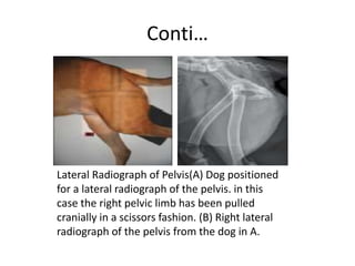 Conti…
Lateral Radiograph of Pelvis(A) Dog positioned
for a lateral radiograph of the pelvis. in this
case the right pelvic limb has been pulled
cranially in a scissors fashion. (B) Right lateral
radiograph of the pelvis from the dog in A.
 