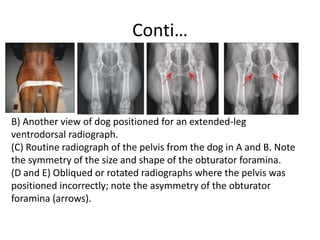Conti…
B) Another view of dog positioned for an extended-leg
ventrodorsal radiograph.
(C) Routine radiograph of the pelvis from the dog in A and B. Note
the symmetry of the size and shape of the obturator foramina.
(D and E) Obliqued or rotated radiographs where the pelvis was
positioned incorrectly; note the asymmetry of the obturator
foramina (arrows).
 