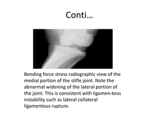 Conti…
Bending force stress radiographic view of the
medial portion of the stifle joint. Note the
abnormal widening of the lateral portion of
the joint. This is consistent with ligamen-tous
instability such as lateral collateral
ligamentous rupture.
 