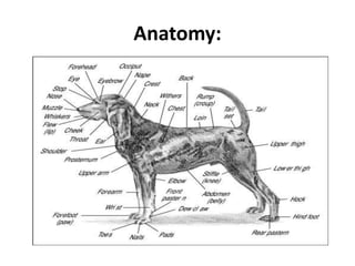 Anatomy:
 