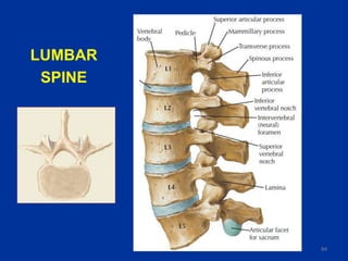 X-ray spine | PPT