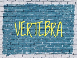 X-Rays with well labelled parts