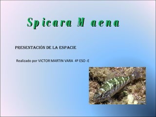 Spicara Maena Presentación De La Espacie Realizado por VICTOR MARTIN VARA  4º ESO -E 