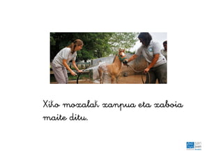 Xiko moxalak xanpua eta xaboia
maite ditu.
 
