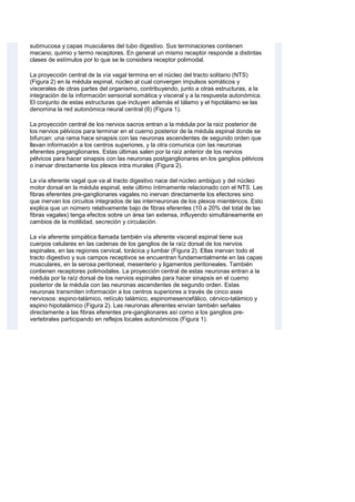 submucosa y capas musculares del tubo digestivo. Sus terminaciones contienen
mecano, quimio y termo receptores. En general un mismo receptor responde a distintas
clases de estímulos por lo que se le considera receptor polimodal.
La proyección central de la vía vagal termina en el núcleo del tracto solitario (NTS)
(Figura 2) en la médula espinal, núcleo al cual convergen impulsos somáticos y
viscerales de otras partes del organismo, contribuyendo, junto a otras estructuras, a la
integración de la información sensorial somática y visceral y a la respuesta autonómica.
El conjunto de estas estructuras que incluyen además el tálamo y el hipotálamo se las
denomina la red autonómica neural central (6) (Figura 1).
La proyección central de los nervios sacros entran a la médula por la raíz posterior de
los nervios pélvicos para terminar en el cuerno posterior de la médula espinal donde se
bifurcan: una rama hace sinapsis con las neuronas ascendentes de segundo orden que
llevan información a los centros superiores, y la otra comunica con las neuronas
eferentes preganglionares. Estas últimas salen por la raíz anterior de los nervios
pélvicos para hacer sinapsis con las neuronas postganglionares en los ganglios pélvicos
o inervar directamente los plexos intra murales (Figura 2).
La vía eferente vagal que va al tracto digestivo nace del núcleo ambiguo y del núcleo
motor dorsal en la médula espinal, este último íntimamente relacionado con el NTS. Las
fibras eferentes pre-ganglionares vagales no inervan directamente los efectores sino
que inervan los circuitos integrados de las interneuronas de los plexos mientéricos. Esto
explica que un número relativamente bajo de fibras eferentes (10 a 20% del total de las
fibras vagales) tenga efectos sobre un área tan extensa, influyendo simultáneamente en
cambios de la motilidad, secreción y circulación.
La vía aferente simpática llamada también vía aferente visceral espinal tiene sus
cuerpos celulares en las cadenas de los ganglios de la raíz dorsal de los nervios
espinales, en las regiones cervical, torácica y lumbar (Figura 2). Ellas inervan todo el
tracto digestivo y sus campos receptivos se encuentran fundamentalmente en las capas
musculares, en la serosa peritoneal, mesenterio y ligamentos peritoneales. También
contienen receptores polimodales. La proyección central de estas neuronas entran a la
médula por la raíz dorsal de los nervios espinales para hacer sinapsis en el cuerno
posterior de la médula con las neuronas ascendentes de segundo orden. Estas
neuronas transmiten información a los centros superiores a través de cinco ases
nerviosos: espino-talámico, retículo talámico, espinomesencefálico, cérvico-talámico y
espino hipotalámico (Figura 2). Las neuronas aferentes envían también señales
directamente a las fibras eferentes pre-ganglionares así como a los ganglios pre-
vertebrales participando en reflejos locales autonómicos (Figura 1).
 