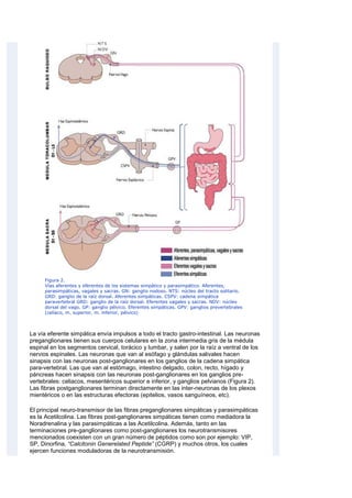 Figura 2.
Vías aferentes y eferentes de los sistemas simpático y parasimpático. Aferentes,
parasimpáticas, vagales y sacras. GN: ganglio nodoso. NTS: núcleo del tracto solitario.
GRD: ganglio de la raíz dorsal. Aferentes simpáticas. CSPV: cadena simpática
paravertebral GRD: ganglio de la raíz dorsal. Eferentes vagales y sacras. NDV: núcleo
dorsal del vago. GP: ganglio pélvico. Eferentes simpáticas. GPV: ganglios prevertebrales
(celíaco, m. superior, m. inferior, pélvico)
La vía eferente simpática envía impulsos a todo el tracto gastro-intestinal. Las neuronas
preganglionares tienen sus cuerpos celulares en la zona intermedia gris de la médula
espinal en los segmentos cervical, torácico y lumbar, y salen por la raíz a ventral de los
nervios espinales. Las neuronas que van al esófago y glándulas salivales hacen
sinapsis con las neuronas post-ganglionares en los ganglios de la cadena simpática
para-vertebral. Las que van al estómago, intestino delgado, colon, recto, hígado y
páncreas hacen sinapsis con las neuronas post-ganglionares en los ganglios pre-
vertebrales: celiacos, mesentéricos superior e inferior, y ganglios pelvianos (Figura 2).
Las fibras postganglionares terminan directamente en las inter-neuronas de los plexos
mientéricos o en las estructuras efectoras (epitelios, vasos sanguíneos, etc).
El principal neuro-transmisor de las fibras preganglionares simpáticas y parasimpáticas
es la Acetilcolina. Las fibras post-ganglionares simpáticas tienen como mediadora la
Noradrenalina y las parasimpáticas a las Acetilcolina. Además, tanto en las
terminaciones pre-ganglionares como post-ganglionares los neurotransmisores
mencionados coexisten con un gran número de péptidos como son por ejemplo: VIP,
SP, Dinorfina, “Calcitonin Generelated Peptide” (CGRP) y muchos otros, los cuales
ejercen funciones moduladoras de la neurotransmisión.
 