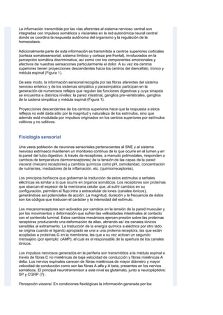La información transmitida por las vías aferentes al sistema nervioso central son
integradas con impulsos somáticos y viscerales en la red autonómica neural central
donde se coordina la respuesta autónoma del organismo y la regulación de la
homeostasis.
Adicionalmente parte de esta información es transmitida a centros superiores corticales
(corteza somatosensorial, sistema límbico y corteza pre-frontal), involucrados en la
percepción somática discriminativa, así como con los componentes emocionales y
afectivos de nuestras sensaciones particularmente el dolor. A su vez los centros
superiores tienen proyecciones descendentes hacia los centros del diencéfalo, tronco y
médula espinal (Figura 1).
De este modo, la información sensorial recogida por las fibras aferentes del sistema
nervioso entérico y de los sistemas simpático y parasimpático participan en la
generación de numerosos reflejos que regulan las funciones digestivas y cuya sinapsis
se encuentra a distintos niveles: la pared intestinal, ganglios pre-vertebrales, ganglios
de la cadena simpática y médula espinal (Figura 1).
Proyecciones descendentes de los centros superiores hace que la respuesta a estos
reflejos no esté dada sólo por la magnitud y naturaleza de los estímulos, sino que
además está modulada por impulsos originados en los centros superiores por estímulos
volitivos y no volitivos.
Fisiología sensorial
Una vasta población de neuronas sensoriales pertenecientes al SNE y al sistema
nervioso extrínseco mantienen un monitoreo continuo de lo que ocurre en el lumen y en
la pared del tubo digestivo. A través de receptores, a menudo polimodales, responden a
cambios de temperatura (termorreceptores) de la tensión de las capas de la pared
visceral (mecano receptores) y cambios químicos como pH, osmolaridad, concentración
de nutrientes, mediadores de la inflamación, etc. (quimiorreceptores).
Los principios biofísicos que gobiernan la traducción de estos estímulos a señales
eléctricas es similar a lo que ocurre en órganos somáticos. Los receptores son proteínas
que abarcan el espesor de la membrana celular que, al sufrir cambios en su
configuración, permiten el flujo intra o extracelular de iones (canales iónicos),
generándose así potenciales de acción. La magnitud, duración y la frecuencia de éstos
son los códigos que traducen el carácter y la intensidad del estímulo.
Los mecanorreceptores son activados por cambios en la tensión de la pared muscular y
por los movimientos y deformación que sufren las vellosidades intestinales al contacto
con el contenido luminal. Estos cambios mecánicos ejercen presión sobre las proteínas
receptoras produciendo una deformación de ellas, abriendo así los canales iónicos
sensibles al estiramiento. La traducción de la energía química a eléctrica por otro lado,
se origina cuando el ligando apropiado se une a una proteína receptora, las que están
acopladas a proteínas G en la membrana, las que a su vez activan un segundo
mensajero (por ejemplo: cAMP), el cual es el responsable de la apertura de los canales
iónicos.
Los impulsos nerviosos generados en la periferia son transmitidos a la médula espinal a
través de fibras C no mielénicas de baja velocidad de conducción y fibras mielénicas A
delta. Los nervios espinales carecen de fibras mielénicas de mayor diámetro y mayor
velocidad de conducción como son las fibras A alfa y A beta, presentes en los nervios
somáticos. El principal neurotransmisor a este nivel es glutamato, junto a neuropéptidos:
SP y CGRP (7) .
Percepción visceral. En condiciones fisiológicas la información generada por los
 