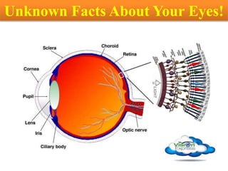 Unknown Facts About Your Eyes!
 
