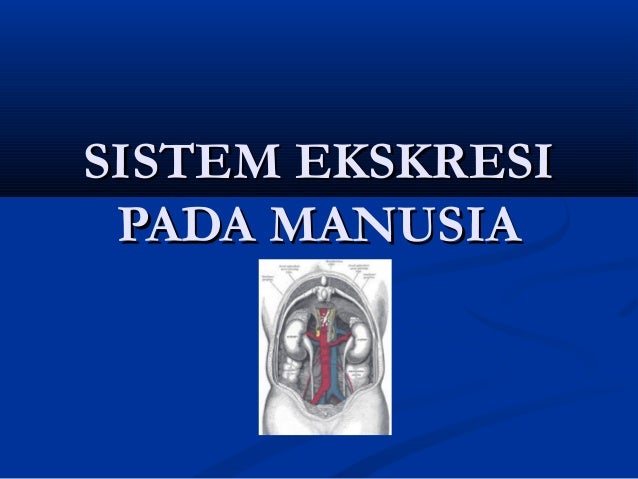 Sistem Ekskresi Pada Manusia 2 Sistem Ekskresi Pada Manusia 2