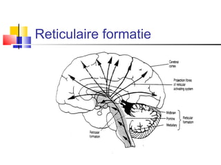 Periode Reticulaire Cube Neuroanatomie 1 | PPT