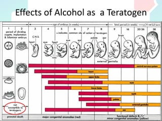 Effects of Alcohol as a Teratogen
 