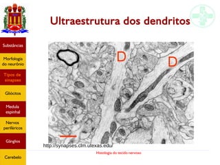 Histologia do tecido nervoso
Ultraestrutura dos dendritos
Substâncias
Morfologia
do neurônio
Tipos de
sinapses
Gliócitos
Medula
espinhal
Nervos
periféricos
Gânglios
Cerebelo
http://synapses.clm.utexas.edu/
 
