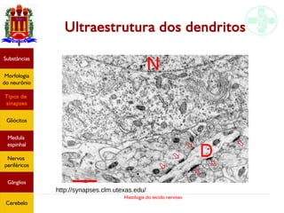 Histologia do tecido nervoso
Ultraestrutura dos dendritos
Substâncias
Morfologia
do neurônio
Tipos de
sinapses
Gliócitos
Medula
espinhal
Nervos
periféricos
Gânglios
Cerebelo
http://synapses.clm.utexas.edu/
 