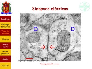 Histologia do tecido nervoso
Sinapses elétricas
Substâncias
Morfologia
do neurônio
Tipos de
sinapses
Gliócitos
Medula
espinhal
Nervos
periféricos
Gânglios
Cerebelo
http://synapses.clm.utexas.edu/
 