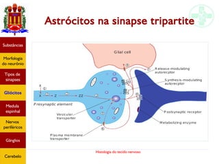 Histologia do tecido nervoso
Astrócitos na sinapse tripartite
Substâncias
Morfologia
do neurônio
Tipos de
sinapses
Gliócitos
Medula
espinhal
Nervos
periféricos
Gânglios
Cerebelo
 