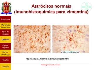 Histologia do tecido nervoso
Astrócitos normais
(imunohistoquímica para vimentina)
Substâncias
Morfologia
do neurônio
Tipos de
sinapses
Gliócitos
Medula
espinhal
Nervos
periféricos
Gânglios
Cerebelo
http://anatpat.unicamp.br/bineuhistogeral.html
 