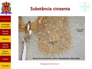 Histologia do tecido nervoso
Substância cinzenta
Substâncias
Morfologia
do neurônio
Tipos de
sinapses
Gliócitos
Medula
espinhal
Nervos
periféricos
Gânglios
Cerebelo
 