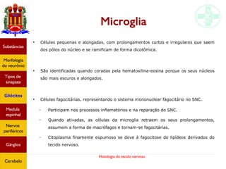 Histologia do tecido nervoso
Substâncias
Morfologia
do neurônio
Tipos de
sinapses
Gliócitos
Medula
espinhal
Nervos
periféricos
Gânglios
Cerebelo
Microglia
●
Células pequenas e alongadas, com prolongamentos curtos e irregulares que saem
dos pólos do núcleo e se ramificam de forma dicotômica.
●
São identificadas quando coradas pela hematoxilina-eosina porque os seus núcleos
são mais escuros e alongados.
●
Células fagocitárias, representando o sistema mononuclear fagocitário no SNC.
– Participam nos processos inflamatórios e na reparação do SNC.
– Quando ativadas, as células da microglia retraem os seus prolongamentos,
assumem a forma de macrófagos e tornam-se fagocitárias.
– Citoplasma finamente espumoso se deve à fagocitose de lipídeos derivados do
tecido nervoso.
 