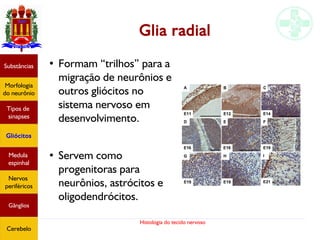 Histologia do tecido nervoso
Glia radial
Substâncias
Morfologia
do neurônio
Tipos de
sinapses
Gliócitos
Medula
espinhal
Nervos
periféricos
Gânglios
Cerebelo
●
Formam “trilhos” para a
migração de neurônios e
outros gliócitos no
sistema nervoso em
desenvolvimento.
●
Servem como
progenitoras para
neurônios, astrócitos e
oligodendrócitos.
 
