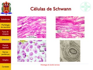 Histologia do tecido nervoso
Células de Schwann
Substâncias
Morfologia
do neurônio
Tipos de
sinapses
Gliócitos
Medula
espinhal
Nervos
periféricos
Gânglios
Cerebelo
 