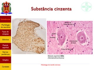 Histologia do tecido nervoso
Substâncias
Morfologia
do neurônio
Tipos de
sinapses
Gliócitos
Medula
espinhal
Nervos
periféricos
Gânglios
Cerebelo
Substância cinzenta
Medula espinhal 400x
(Hematoxilina-Eosina)
 