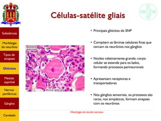 Histologia do tecido nervoso
Células-satélite gliais
Substâncias
Morfologia
do neurônio
Tipos de
sinapses
Gliócitos
Medula
espinhal
Nervos
periféricos
Gânglios
Cerebelo
●
Principais gliócitos do SNP
●
Compõem as lâminas celulares finas que
cercam os neurônios nos gânglios
●
Núcleo relativamente grande; corpo
celular se estende para os lados,
formando processos perineuronais
●
Apresentam receptores e
transportadores
●
Nos gânglios sensoriais, os processos são
raros; nos simpáticos, formam sinapses
com os neurônios
 