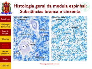 Histologia do tecido nervoso
Histologia geral da medula espinhal:
Substâncias branca e cinzenta
Substâncias
Morfologia
do neurônio
Tipos de
sinapses
Gliócitos
Medula
espinhal
Nervos
periféricos
Gânglios
Cerebelo
 