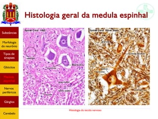Histologia do tecido nervoso
Histologia geral da medula espinhal
Substâncias
Morfologia
do neurônio
Tipos de
sinapses
Gliócitos
Medula
espinhal
Nervos
periféricos
Gânglios
Cerebelo
 