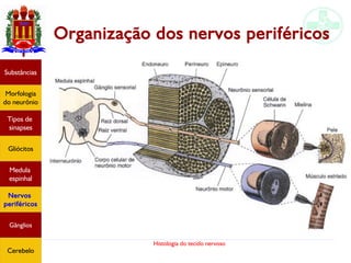 Histologia do tecido nervoso
Organização dos nervos periféricos
Substâncias
Morfologia
do neurônio
Tipos de
sinapses
Gliócitos
Medula
espinhal
Nervos
periféricos
Gânglios
Cerebelo
 
