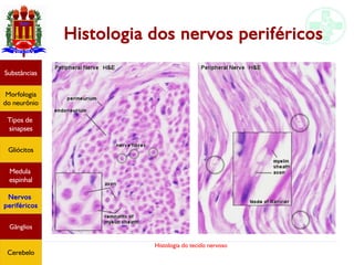 Histologia do tecido nervoso
Histologia dos nervos periféricos
Substâncias
Morfologia
do neurônio
Tipos de
sinapses
Gliócitos
Medula
espinhal
Nervos
periféricos
Gânglios
Cerebelo
 