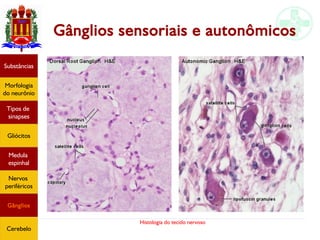 Histologia do tecido nervoso
Gânglios sensoriais e autonômicos
Substâncias
Morfologia
do neurônio
Tipos de
sinapses
Gliócitos
Medula
espinhal
Nervos
periféricos
Gânglios
Cerebelo
 