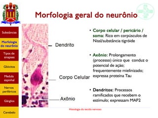 Histologia do tecido nervoso
Morfologia geral do neurônio
Substâncias
Morfologia
do neurônio
Tipos de
sinapses
Gliócitos
Medula
espinhal
Nervos
periféricos
Gânglios
Cerebelo
● s ●
Corpo celular / pericário /
soma: Rico em corpúsculos de
Nissl/substância tigróide
●
Axônio: Prolongamento
(processo) único que conduz o
potencial de ação;
frequentemente mielinizado;
expressa proteína Tau
●
Dendritos: Processos
ramificados que recebem o
estímulo; expressam MAP2
 