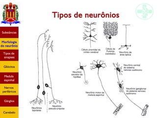 Histologia do tecido nervoso
Tipos de neurônios
Substâncias
Morfologia
do neurônio
Tipos de
sinapses
Gliócitos
Medula
espinhal
Nervos
periféricos
Gânglios
Cerebelo
 
