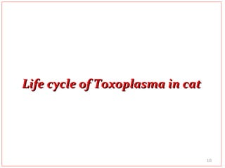 Life cycle of Toxoplasma in catLife cycle of Toxoplasma in cat
10
 