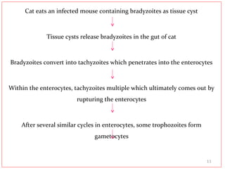 Cat eats an infected mouse containing bradyzoites as tissue cyst
Tissue cysts release bradyzoites in the gut of cat
Bradyzoites convert into tachyzoites which penetrates into the enterocytes
Within the enterocytes, tachyzoites multiple which ultimately comes out by
rupturing the enterocytes
After several similar cycles in enterocytes, some trophozoites form
gametocytes
11
 