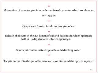 Maturation of gametocytes into male and female gametes which combine to
form zygote
Oocysts are formed inside enterocytes of cat
Release of oocysts in the gut lumen of cat and pass in soil which sporulate
within 1-5 days to form infected sporocyst.
Sporocyst contaminates vegetables and drinking water
Oocysts enters into the gut of human, cattle or birds and the cycle is repeated
12
 