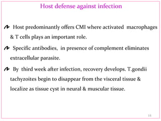 Host defense against infection
Host predominantly offers CMI where activated macrophages
& T cells plays an important role.
Specific antibodies, in presence of complement eliminates
extracellular parasite.
By third week after infection, recovery develops. T.gondii
tachyzoites begin to disappear from the visceral tissue &
localize as tissue cyst in neural & muscular tissue.
16
 