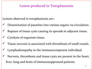 Lesion produced in Toxoplasmosis
Lesions observed in toxoplasmosis are:-
 Dissemination of parasites into various organs via circulation.
 Rupture of tissue cysts causing its spreads in adjacent tissue.
 Cytolysis of organism tissue.
 Tissue necrosis is associated with thrombosis of small vessels.
 Lymphadenopathy in the immunocompetent individual.
 Necrosis, thrombosis and tissue cysts are present in the heart,
liver, lung and brain of immunosuppressed patients.
18
 
