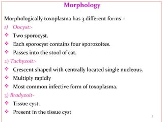 Morphology
Morphologically toxoplasma has 3 different forms –
1) Oocyst:-
 Two sporocyst.
 Each sporocyst contains four sporozoites.
 Passes into the stool of cat.
2) Tachyzoit:-
 Crescent shaped with centrally located single nucleous.
 Multiply rapidly
 Most common infective form of toxoplasma.
3) Bradyzoit-
 Tissue cyst.
 Present in the tissue cyst
3
 