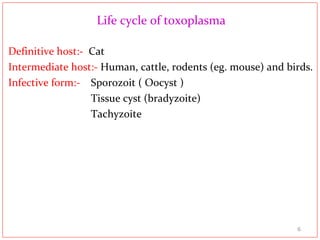 Life cycle of toxoplasma
Definitive host:- Cat
Intermediate host:- Human, cattle, rodents (eg. mouse) and birds.
Infective form:- Sporozoit ( Oocyst )
Tissue cyst (bradyzoite)
Tachyzoite
6
 