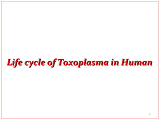 Life cycle of Toxoplasma in HumanLife cycle of Toxoplasma in Human
7
 