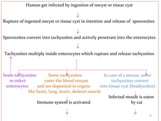 Human get infected by ingestion of oocyst or tissue cyst
Rupture of ingested oocyst or tissue cyst in intestine and release of sporozoites
Sporozoites convert into tachyzoites and actively penetrate into the enterocytes
Tachyzoites multiply inside enterocytes which rupture and release tachyzoites
Some tachyzoites Some tachyzoites In case of a mouse, some
re-infect enter the blood stream tachyzoites convert
enterocytes and are deposited in organs into tissue cyst (bradyzoites)
like heart, lung, brain, skeletal muscle
Infected mouse is eaten
Immune system is activated by cat
8
 