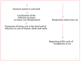Immune system is activated
Localization of the
infection in tissue
as tissue cyst (Bradyzoites) Bradyzoites enters into cat
Formation of tissue cyst is the dead end of
infection in case of human, birds and cattle
Beginning of life cycle of
toxoplasma in cat
9
 