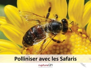 P.51 
Polliniser avec les Safaris 
 