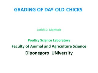 GRADING OF DAY-OLD-CHICKS
Luthfi D. Mahfudz
Poultry Science Laboratory
Faculty of Animal and Agriculture Science
Diponegoro UNiversity
 