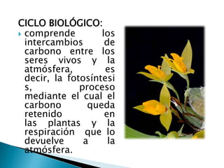 CICLO BIOLÓGICO:
 comprende         los
  intercambios       de
  carbono entre los
  seres vivos y la
  atmósfera,         es
  decir, la fotosíntesi
  s,           proceso
  mediante el cual el
  carbono        queda
  retenido           en
  las plantas y la
  respiración que lo
  devuelve      a     la
  atmósfera.
 