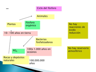 Ciclo del fósforo


                               Animales

                    Fósforo
   Plantas                                         No hay
                    orgánico
                                                   reacciones de
                                                   óxido
10- 100 años en tierra                             reducción

                               Bacterias
                               fosfatizadoras

                     100x 1.000 años en            No hay reservorio
       PO4                                         atmosférico
                     oceános

Rocas y depósitos
naturales             100.000.000
                      años
 