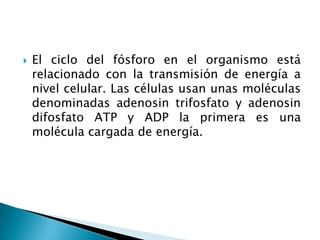    El ciclo del fósforo en el organismo está
    relacionado con la transmisión de energía a
    nivel celular. Las células usan unas moléculas
    denominadas adenosin trifosfato y adenosin
    difosfato ATP y ADP la primera es una
    molécula cargada de energía.
 