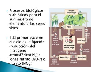    Procesos biológicos
    y abióticos para el
    suministro de
    elemento a los seres
    vivos.

   1.El primer paso en
    el ciclo es la fijación
    (reducción) del
    nitrógeno
    atmosférico( N2) a
    iones nitrito (NO2–) o
    nitrato (NO3–)
 