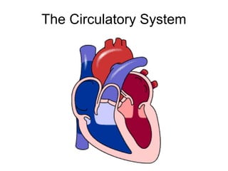 Cardiac anatomy
by xayouluma
 
